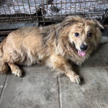 Golden Retriever and Cardigan Welsh Corgi Dogs Available for Adoption - Dilbert | PetCurious