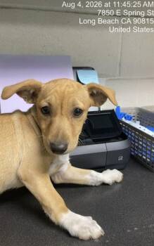 DOLLARI -  Chihuahua and Mixed Breed Dog for Adoption in Long Beach, California - DOLLARI | PetCurious