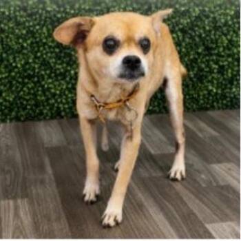 Freddy -  Chihuahua and Pug Dog for Adoption in Lenoir, North Carolina - Freddy | PetCurious