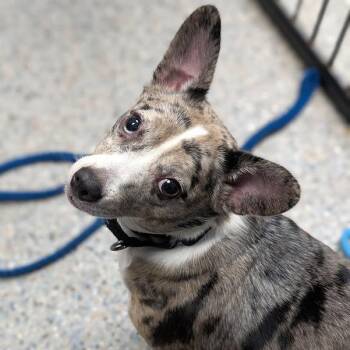 Sally -  Mixed Breed Dog for Adoption in West Olive, Michigan - Sally | PetCurious