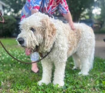Bernese Mountain Dog and Standard Poodle Dogs Available for Adoption in Warwick, Rhode Island - Tobie MGO In MS | PetCurious