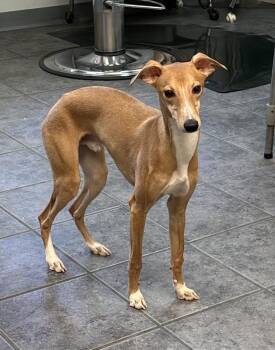 Whippet and Italian Greyhound Dogs Available for Adoption - Reggie | PetCurious