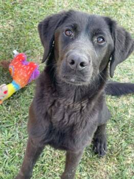 Black Labrador Retriever Dogs Available for Adoption - Collette #5 | PetCurious