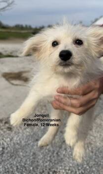 Bichon Frise and Pomeranian Dogs Available for Adoption in Blue Springs, Missouri - Jonquil | PetCurious