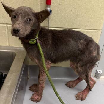 Mixed Breed Dogs Available for Adoption in Columbus, Georgia - 05/25/2026-Stray-SouthLumpkinRoad | PetCurious