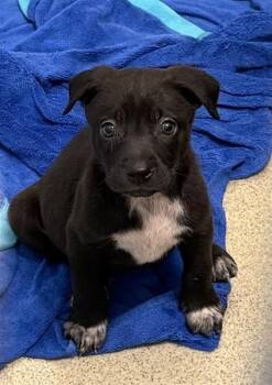 A807297 -  Labrador Retriever Dog for Adoption in San Antonio, Texas - A807297 | PetCurious