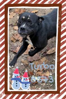 Pit Bull Terrier Dogs Available for Adoption - Turbo | PetCurious