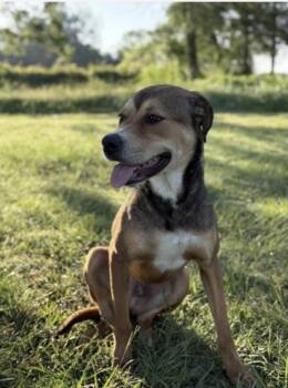 WEAVER -  Labrador Retriever Dog for Adoption in Norwalk, Connecticut - WEAVER | PetCurious