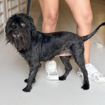 Mipsy -  Shih Poo Dog for Adoption in Chicago, Illinois - Mipsy | PetCurious