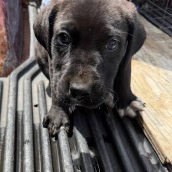 Black Labrador Retriever Dogs Available for Adoption in Marshall, Texas - MPAC-Stray-3341 | PetCurious