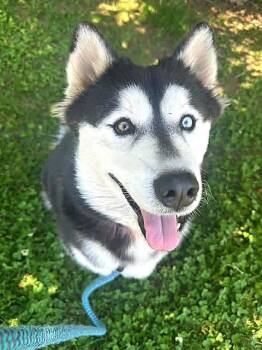 Husky and Cardigan Welsh Corgi Dogs Available for Adoption in Sacramento, California - REINA | PetCurious