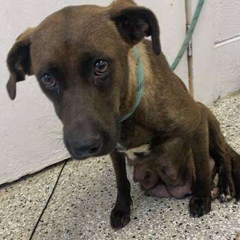 Black Mouth Cur and Mixed Breed Dogs Available for Adoption in Hattiesburg, Mississippi - Ewe | PetCurious