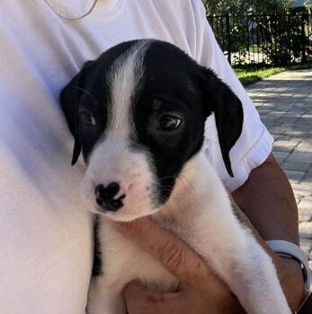 Labrador Retriever and Plott Hound Dogs Available for Adoption in St. Augustine, Florida - Poppy | PetCurious