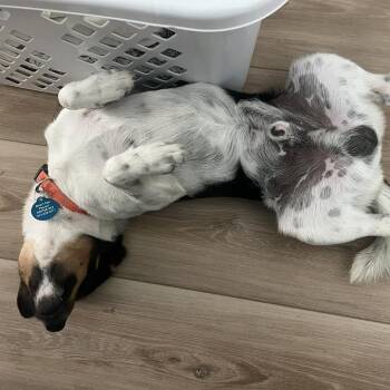 Rat Terrier Dogs Available for Adoption in Tampa, Florida - Canyon | PetCurious