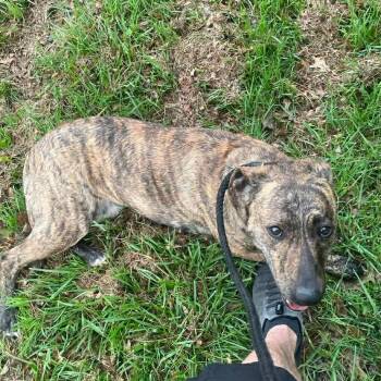 Mixed Breed Dogs Available for Adoption in Plain City, Ohio - Winnie | PetCurious