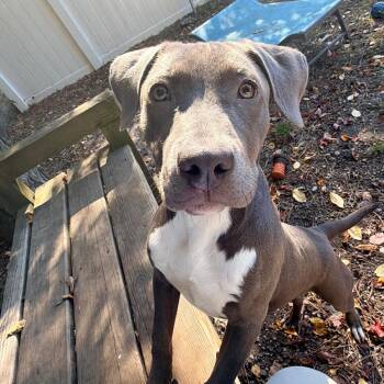 Wonton -  Pit Bull Terrier Dog for Adoption in Newark, New Jersey - Wonton | PetCurious