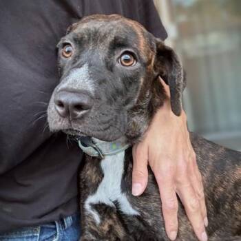 Rescue American Staffordshire Terrier and Australian Cattle Dog Blue Heeler Dogs for Adoption in Murrieta, California - PEEK A BOO DAISY | PetCurious