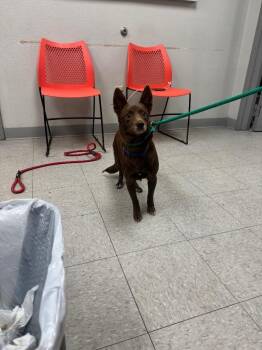 Lynn -  Pit Bull Terrier Dog for Adoption in Sorrento, Louisiana - Lynn | PetCurious