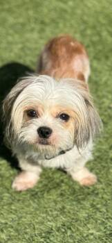 TRENT -  Maltese Dog for Adoption in San Francisco, California - TRENT | PetCurious