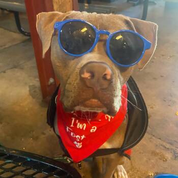 J Cole -  American Staffordshire Terrier Dog for Adoption in Fort Lauderdale, Florida - J Cole | PetCurious