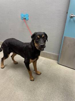 SISI -  Rottweiler Dog for Adoption in Las Vegas, Nevada - SISI | PetCurious