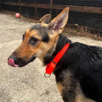 German Shepherd Dog Dogs Available for Adoption in Baltimore, Maryland - Lunar Landing | PetCurious