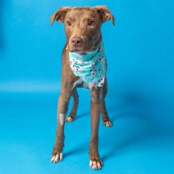 LAUREL -  Labrador Retriever and Mixed Breed Dog for Adoption in St. Louis, Missouri - LAUREL | PetCurious