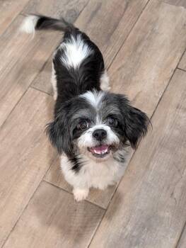 Hopscotch -  Shih Tzu Dog for Adoption in Baton Rouge, Louisiana - Hopscotch | PetCurious