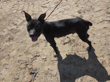 Rescue American Staffordshire Terrier and Mixed Breed Dogs for Adoption in Houston, Texas - A643086 | PetCurious