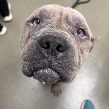 Huey -  Shar Pei and Mastiff Dog for Adoption in Harrisonburg, Virginia - Huey | PetCurious