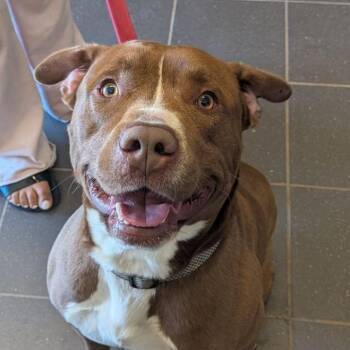 Charlie Brown -  Mixed Breed Dog for Adoption in Fairport, New York - Charlie Brown | PetCurious
