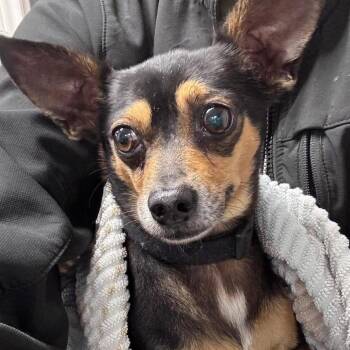 Chihuahua and Mixed Breed Dogs Available for Adoption in Houston, Texas - Henry | PetCurious