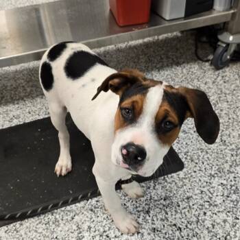 Rescue Coonhound and Beagle Dogs for Adoption in Madisonville, Tennessee - Chip | PetCurious