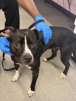 Tamika -  Mixed Breed Dog for Adoption in West Chester, Pennsylvania - Tamika | PetCurious