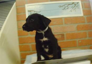 A2089282 -  Staffordshire Bull Terrier and Mixed Breed Dog for Adoption in Houston, Texas - A2089282 | PetCurious