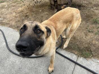 Rescue German Shepherd Dog and Mixed Breed Dogs for Adoption in Mckinleyville, California - HAMBONE | PetCurious