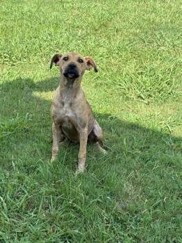 MINA -  Pit Bull Terrier and Mixed Breed Dog for Adoption in Grovetown, Georgia - MINA | PetCurious