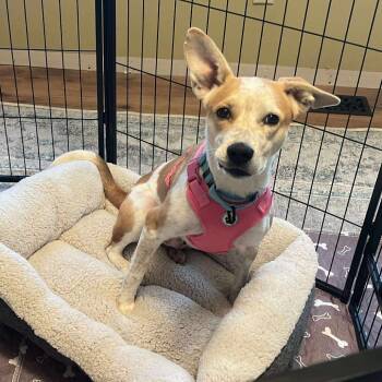 Rescue Cattle Dog and Mixed Breed Dogs for Adoption in Peculiar, Missouri - Pumpkin | PetCurious