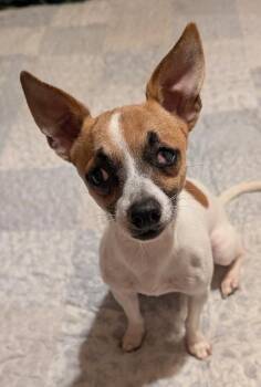 Jack -  Chihuahua and Rat Terrier Dog for Adoption in Watertown, Connecticut - Jack | PetCurious