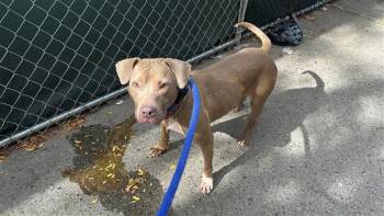 Pumpkin Muffin -  Mixed Breed Dog for Adoption in New York, New York - Pumpkin Muffin | PetCurious