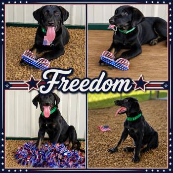 Freedom -  Labrador Retriever and German Shepherd Dog Dog for Adoption in Jackson, Tennessee - Freedom | PetCurious