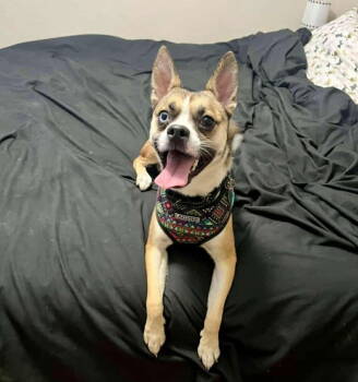 Rescue Mixed Breed Dogs for Adoption - Nicki *Arriving 11/21* | PetCurious