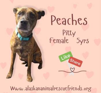 Peaches -  Pit Bull Terrier Dog for Adoption in Anchorage, Alaska - Peaches | PetCurious