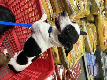 Spot -  Patterdale Terrier Fell Terrier Dog for Adoption in Stahlstown, Pennsylvania - Spot | PetCurious