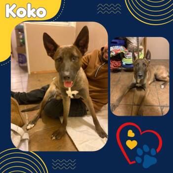 Belgian Shepherd Malinois Dogs Available for Adoption - Koko - Saved From A Burning Building | PetCurious
