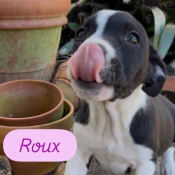 Labrador Retriever and American Staffordshire Terrier Dogs Available for Adoption - Roux | PetCurious