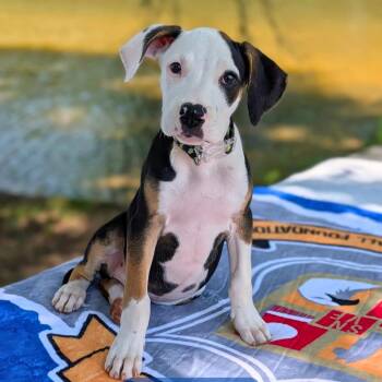 Rosco Pico 08-1912 -  Beagle and Pit Bull Terrier Dog for Adoption in Tyrone, Georgia - Rosco Pico 08-1912 | PetCurious