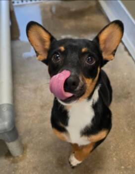Honeycrisp -  Corgi and Terrier Dog for Adoption in Sedalia, Colorado - Honeycrisp | PetCurious