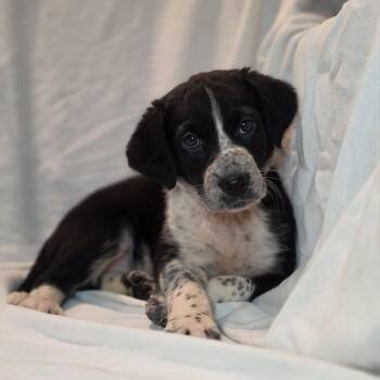 Border Collie and Mixed Breed Dogs Available for Adoption in Blairstown, New Jersey - Sloane | PetCurious