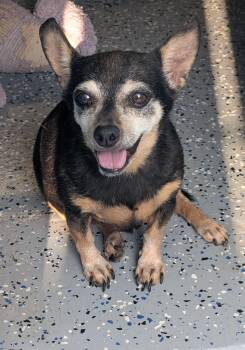Mammas -  Chihuahua Dog for Adoption in Benson, Arizona - Mammas | PetCurious